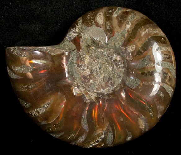 Flashy Red Iridescent Ammonite - Wide #10347